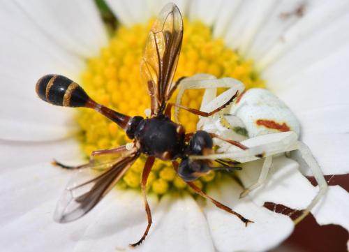 Réf. 345 498 : Physocephala vittata